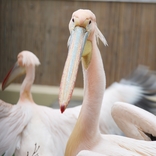 Do Zoo Brno se po 30 letech vrátili pelikáni